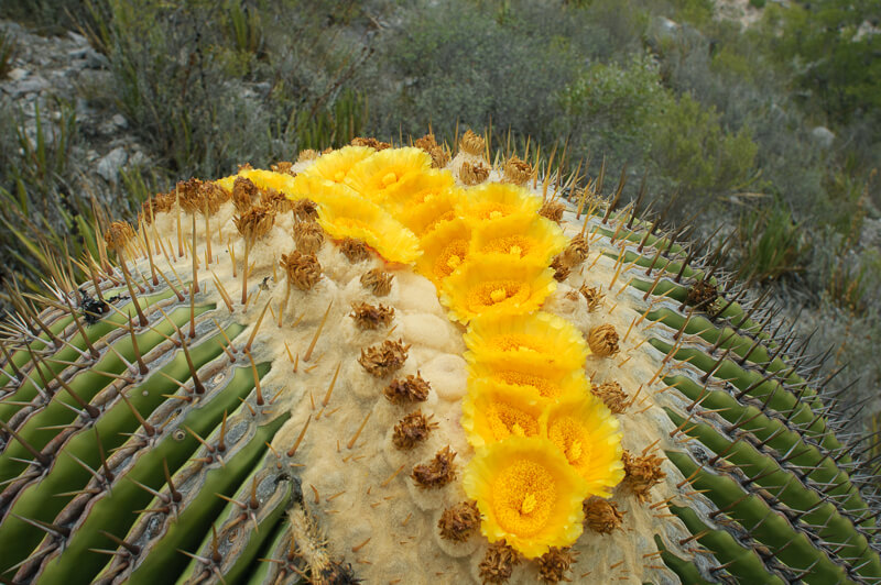 Echinocactus platyacanthus